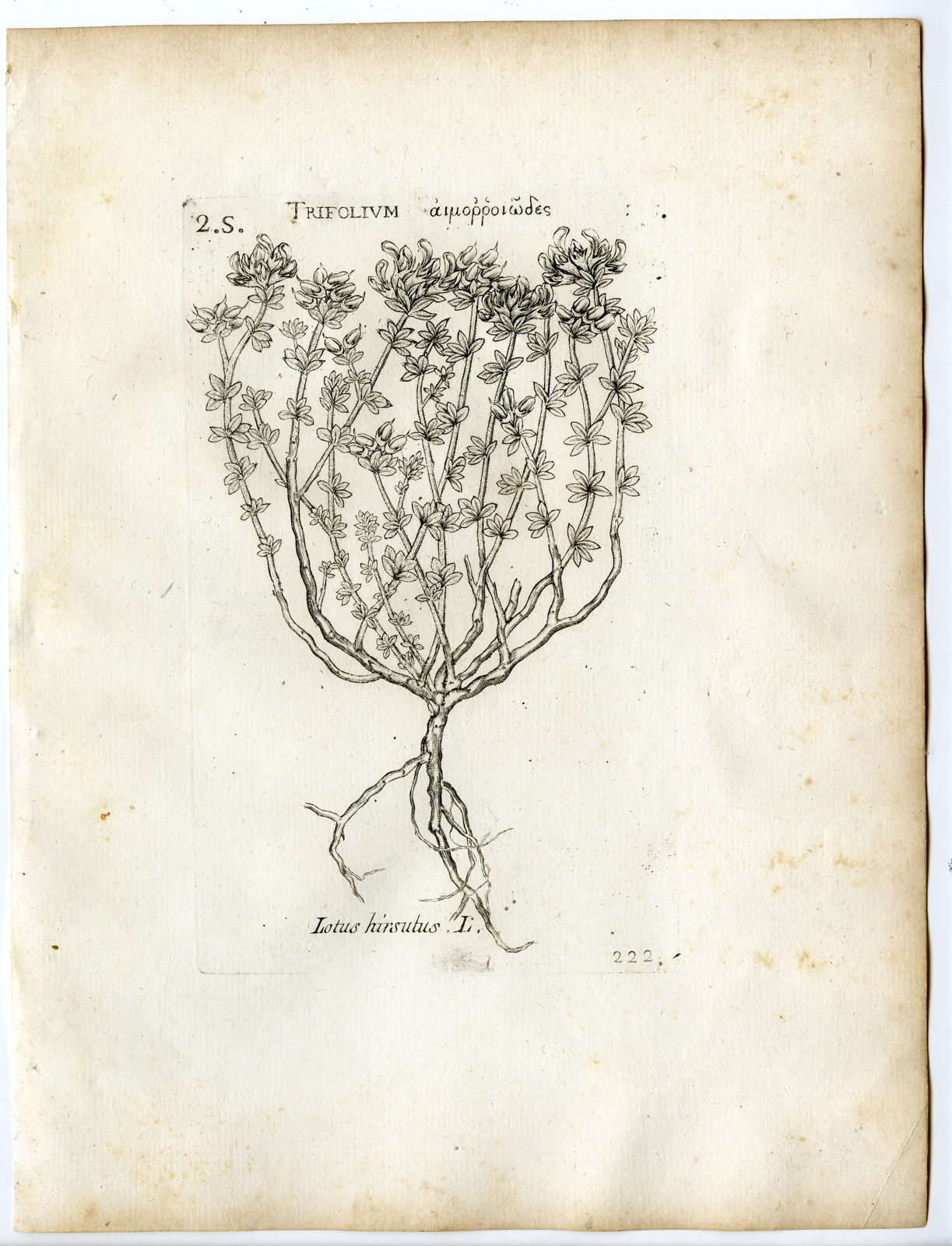 , Rare-Antique Print-LOTUS HIRSUTUS-CANARY CLOVER-Belleval-1796, Pictura Antique Prints