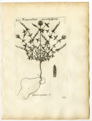 Rare-Antique Print-ARGYROLOBIUM ZANONII-SILVERLEAF-Belleval-1796