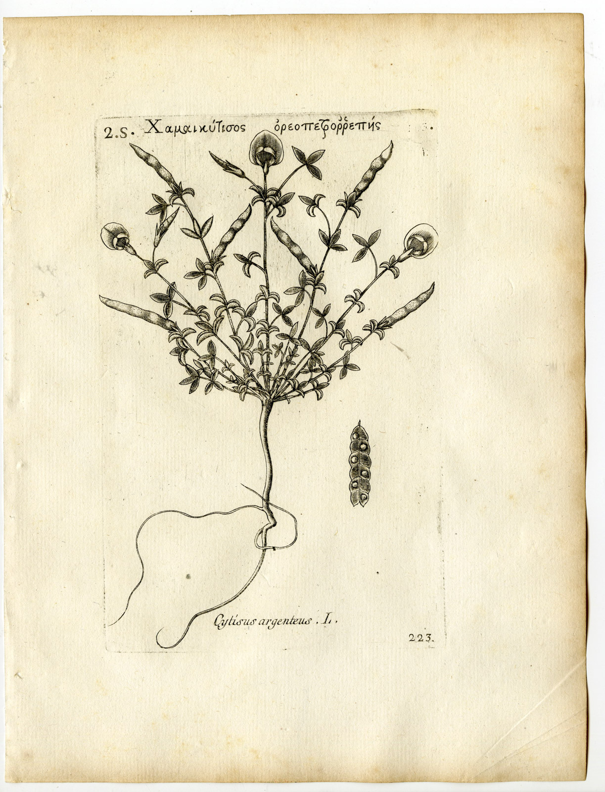 , Rare-Antique Print-ARGYROLOBIUM ZANONII-SILVERLEAF-Belleval-1796, Pictura Antique Prints