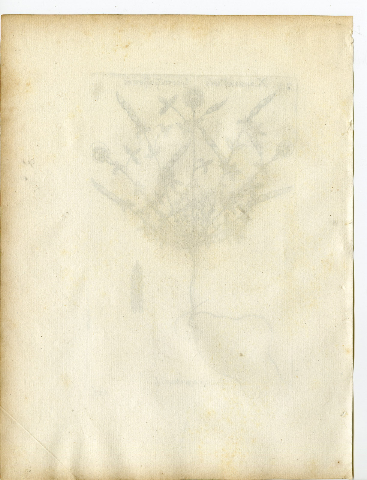 , Rare-Antique Print-ARGYROLOBIUM ZANONII-SILVERLEAF-Belleval-1796, Pictura Antique Prints