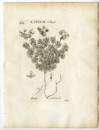 Rare-Antique Print-ONONIS FRUTICOSA-SHRUBBY RESTHARROW-Belleval-1796