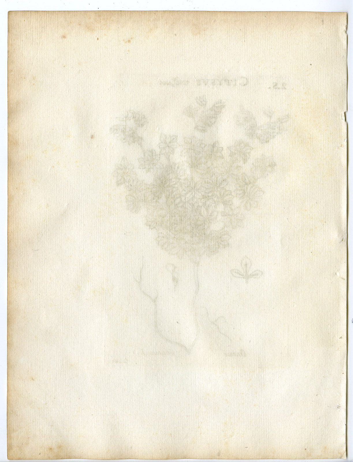 , Rare-Antique Print-ONONIS FRUTICOSA-SHRUBBY RESTHARROW-Belleval-1796, Pictura Antique Prints