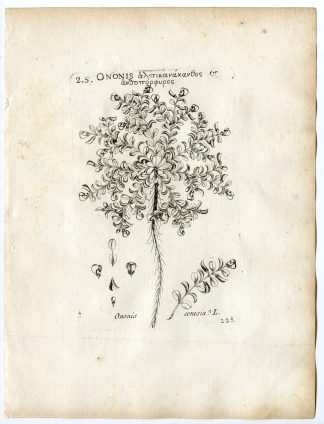 Rare-Antique Print-ONONIS CRISTATA-MOUNT CENIS RESTHARROW-Belleval-1796