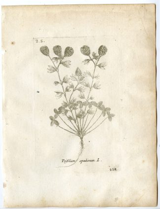 Rare-Antique Print-TRIFOLIUM SPADICEUM-BROWN MOOR CLOVER-Belleval-1796