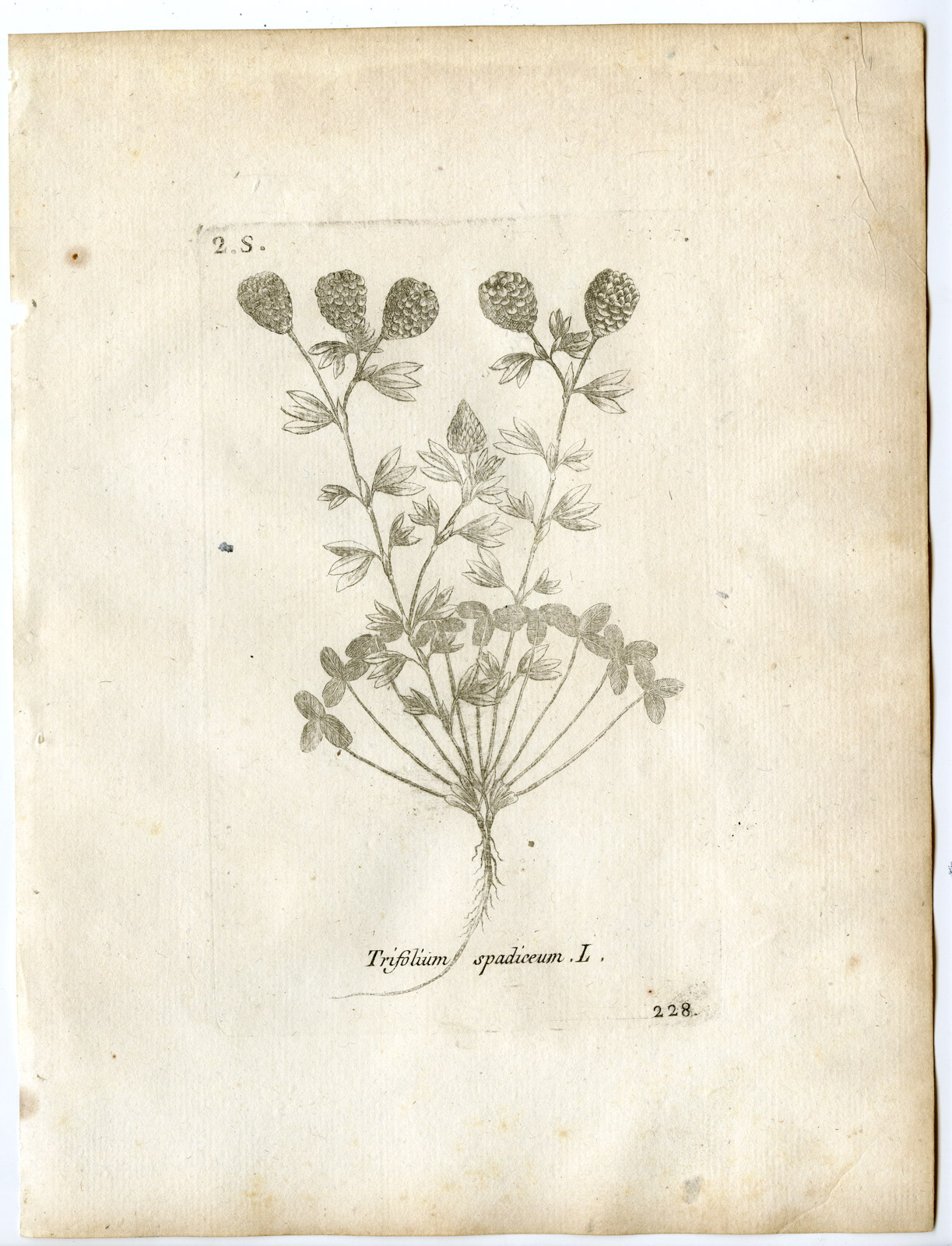, Rare-Antique Print-TRIFOLIUM SPADICEUM-BROWN MOOR CLOVER-Belleval-1796, Pictura Antique Prints