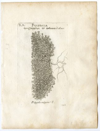 Rare-Antique Print-POLYGALA VULGARIS-COMMON MILKWORT-Belleval-1796