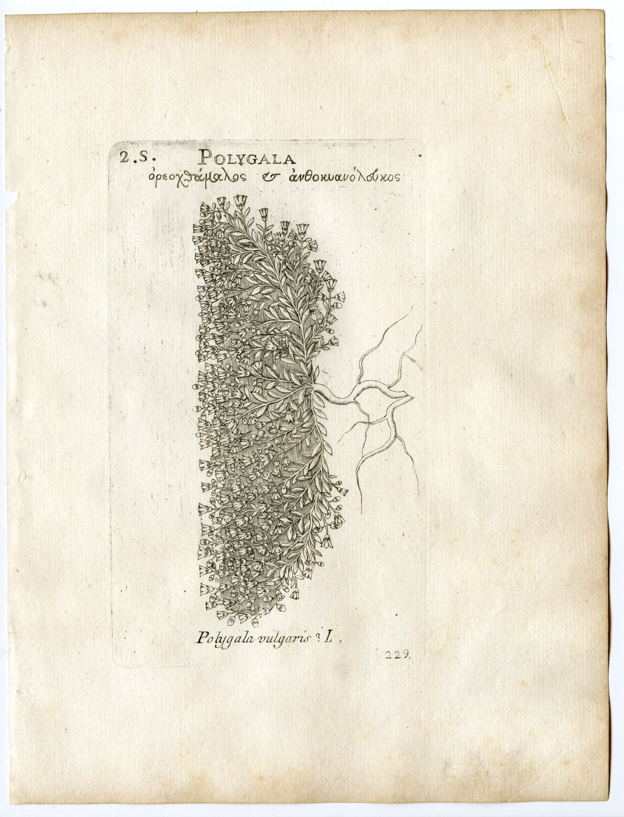 , Rare-Antique Print-POLYGALA VULGARIS-COMMON MILKWORT-Belleval-1796, Pictura Antique Prints