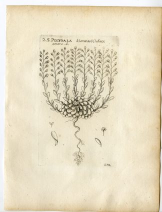Rare-Antique Print-POLYGALA AMARA-DWARF MILKWORT-Belleval-1796