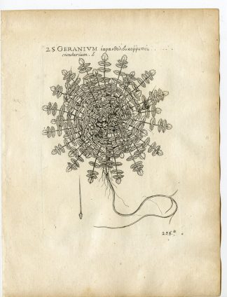 Rare-Antique Print-ERODIUM CICUTARIUM-PINWEED-GERANIUM-Belleval-1796