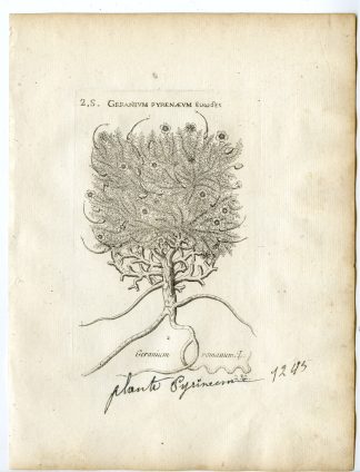 Rare-Antique Print-ERODIUM ACAULE-STORKBILL-GERANIUM-Belleval-1796