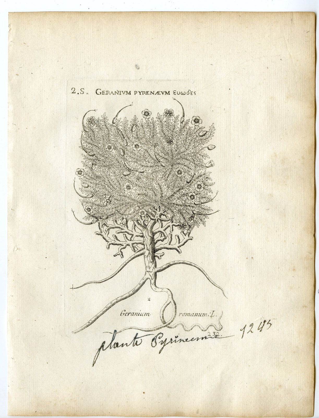 , Rare-Antique Print-ERODIUM ACAULE-STORKBILL-GERANIUM-Belleval-1796, Pictura Antique Prints