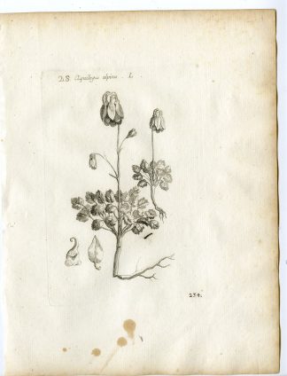 Rare-Antique Print-AQUILEGIA ALPINA-BREATH OF GOD-Belleval-1796