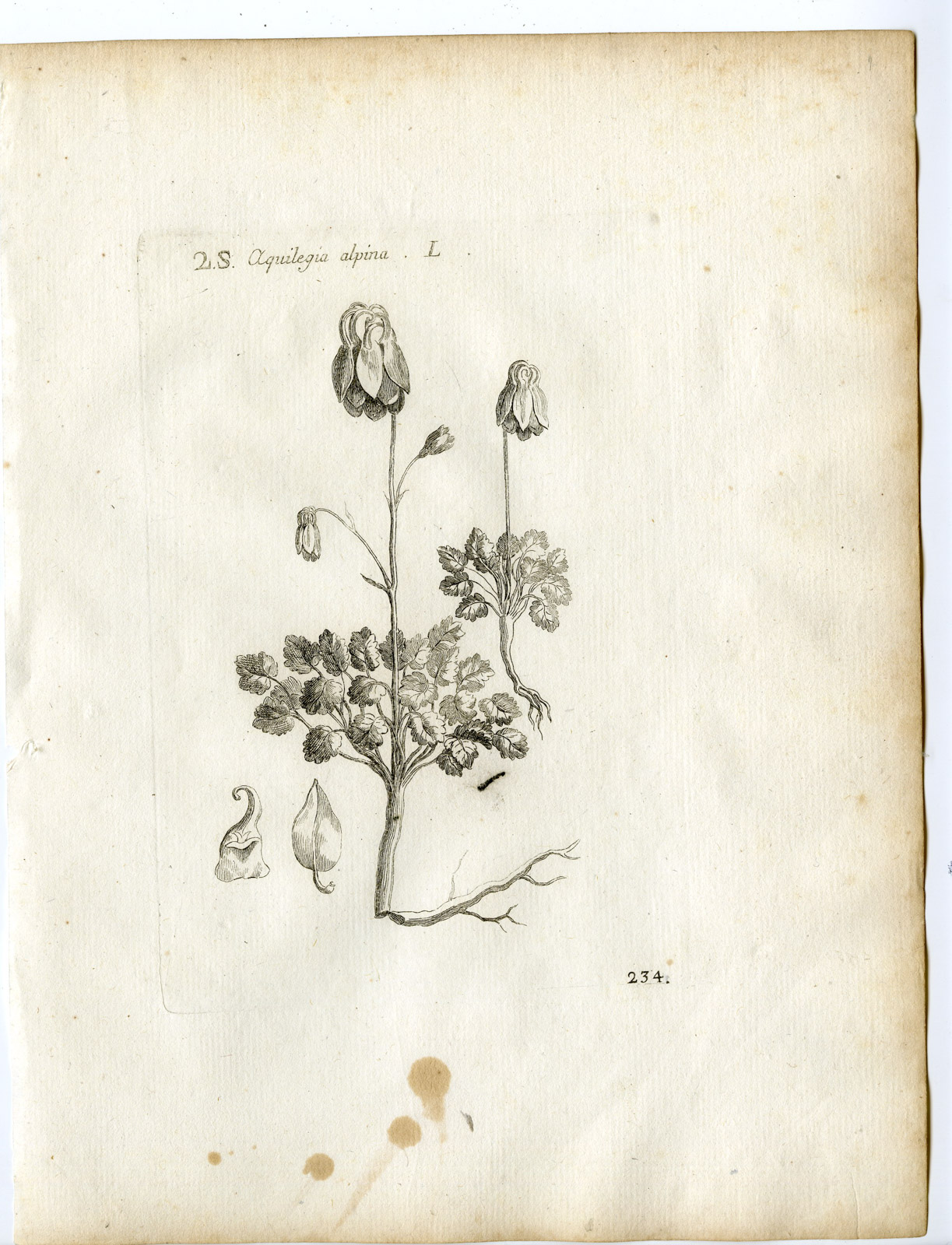 , Rare-Antique Print-AQUILEGIA ALPINA-BREATH OF GOD-Belleval-1796, Pictura Antique Prints