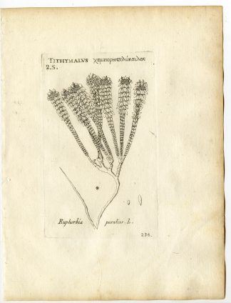 Rare-Antique Print-EUPHORBIA PARALIAS-SEA SPURGE-Belleval-1796