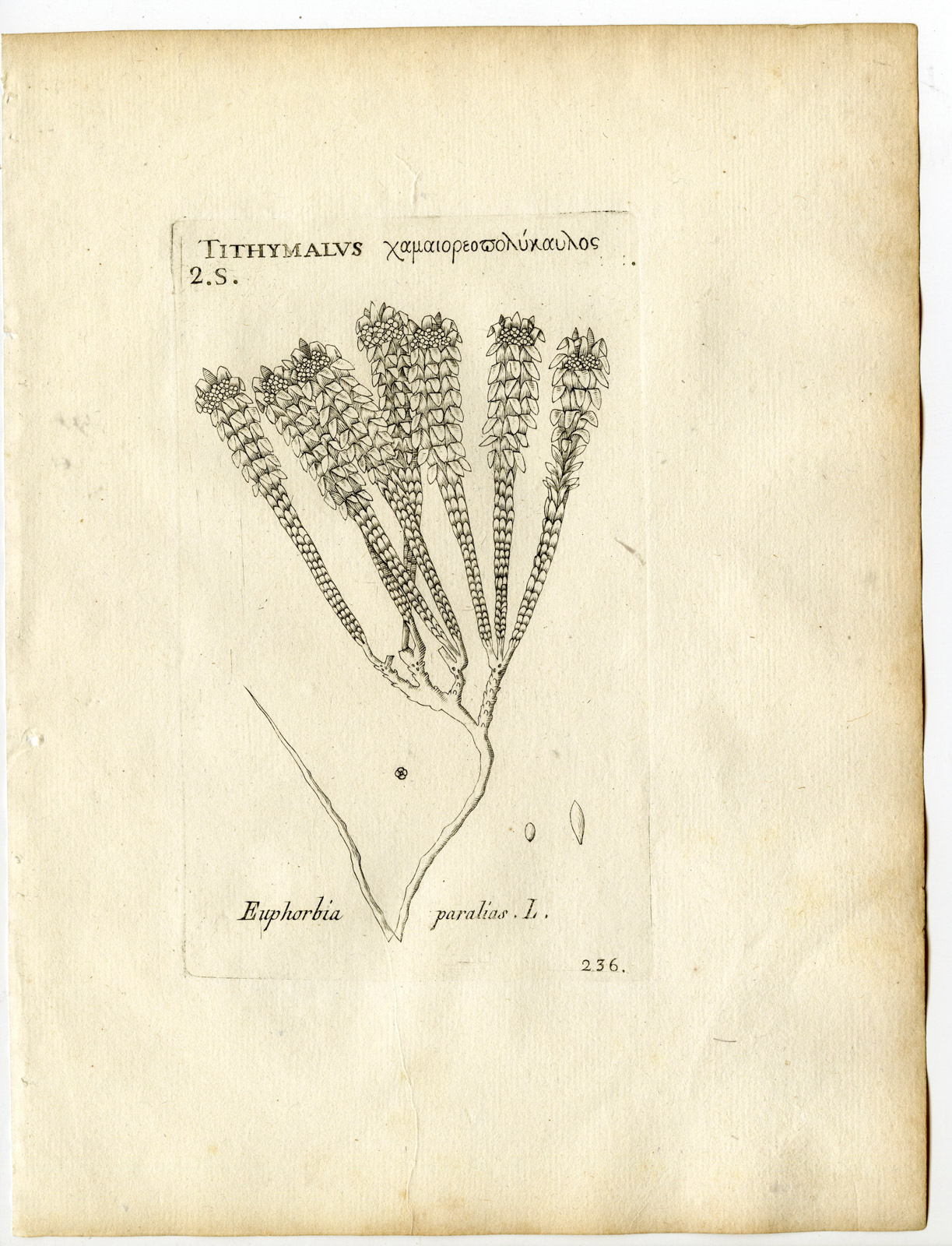 , Rare-Antique Print-EUPHORBIA PARALIAS-SEA SPURGE-Belleval-1796, Pictura Antique Prints