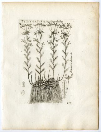 Rare-Antique Print-EUPHORBIA DULCIS-SWEET SPURGE-Belleval-1796