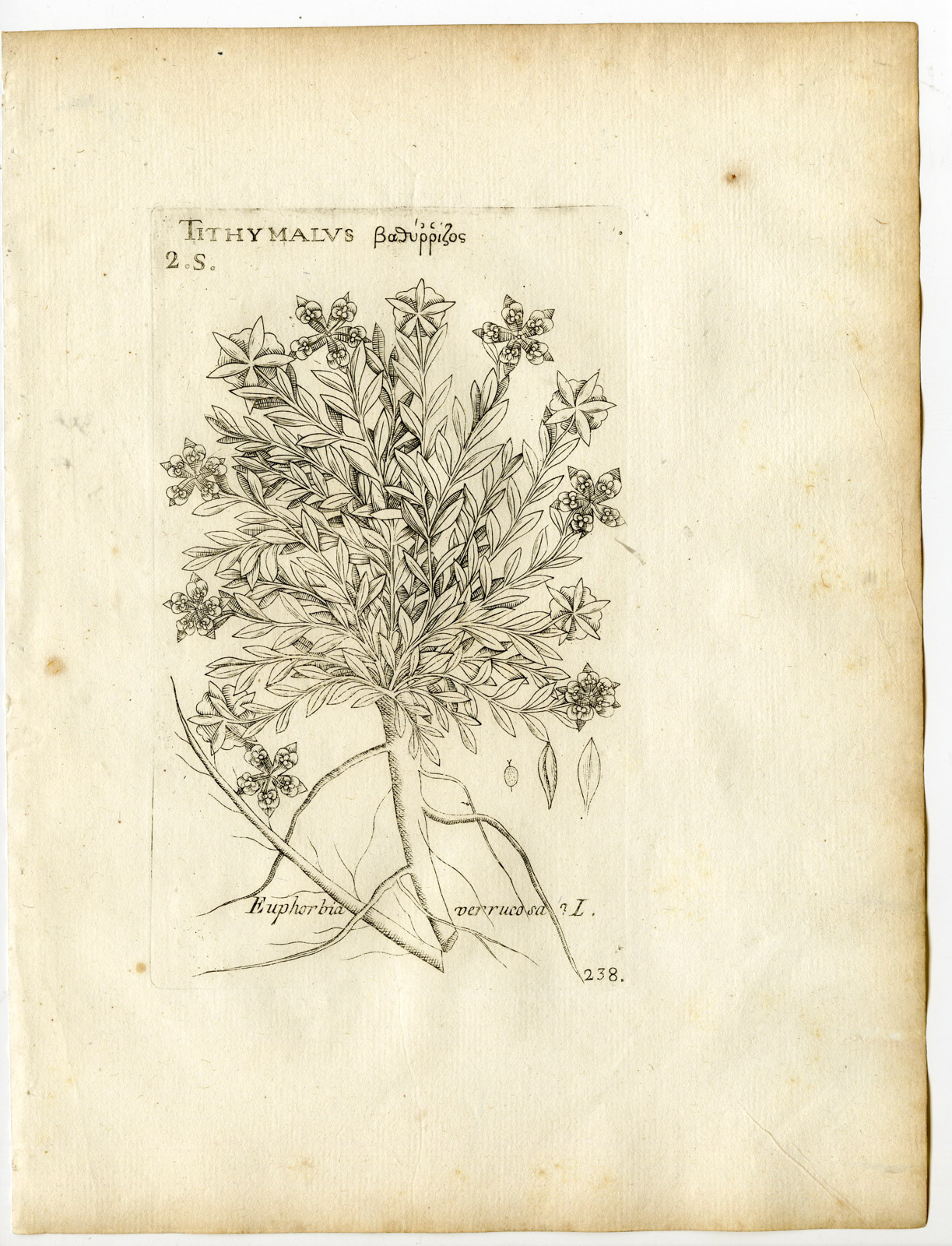 , Rare-Antique Print-EUPHORBIA VERRUCOSA-SPURGE-Belleval-1796, Pictura Antique Prints