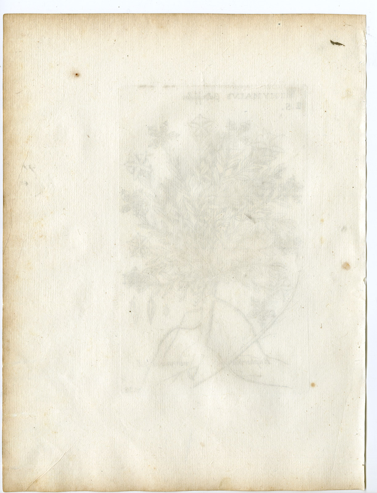 , Rare-Antique Print-EUPHORBIA VERRUCOSA-SPURGE-Belleval-1796, Pictura Antique Prints
