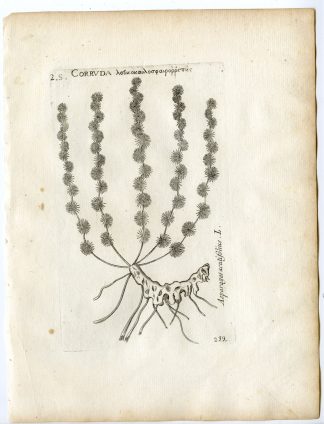 Rare-Antique Print-ASPARAGUS ACUTIFOLIUS-WILD-Belleval-1796