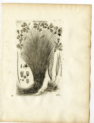 Rare-Antique Print-ALLIUM NIGRUM-BLACK GARLIC-LEEK-Belleval-1796
