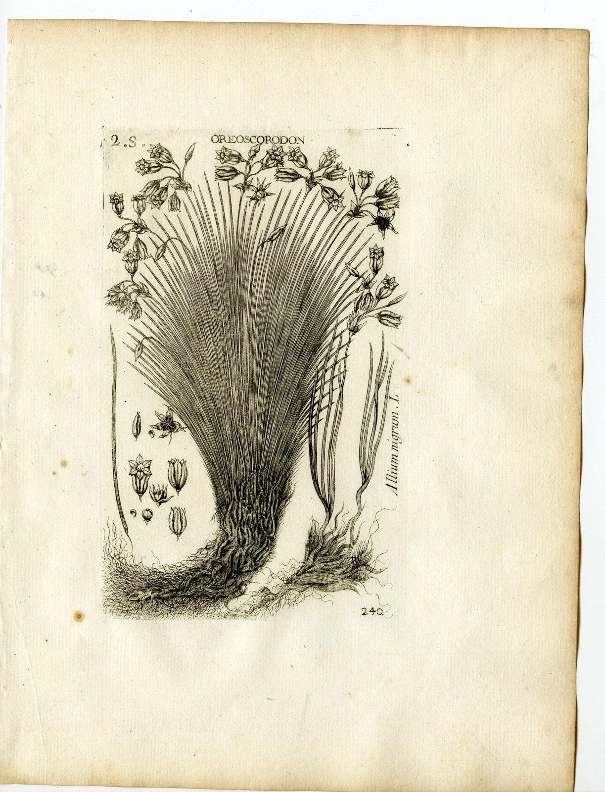 , Rare-Antique Print-ALLIUM NIGRUM-BLACK GARLIC-LEEK-Belleval-1796, Pictura Antique Prints