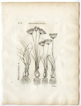 Rare-Antique Print-ALLIUM MOSCHATUM-WILD ONION-Belleval-1796
