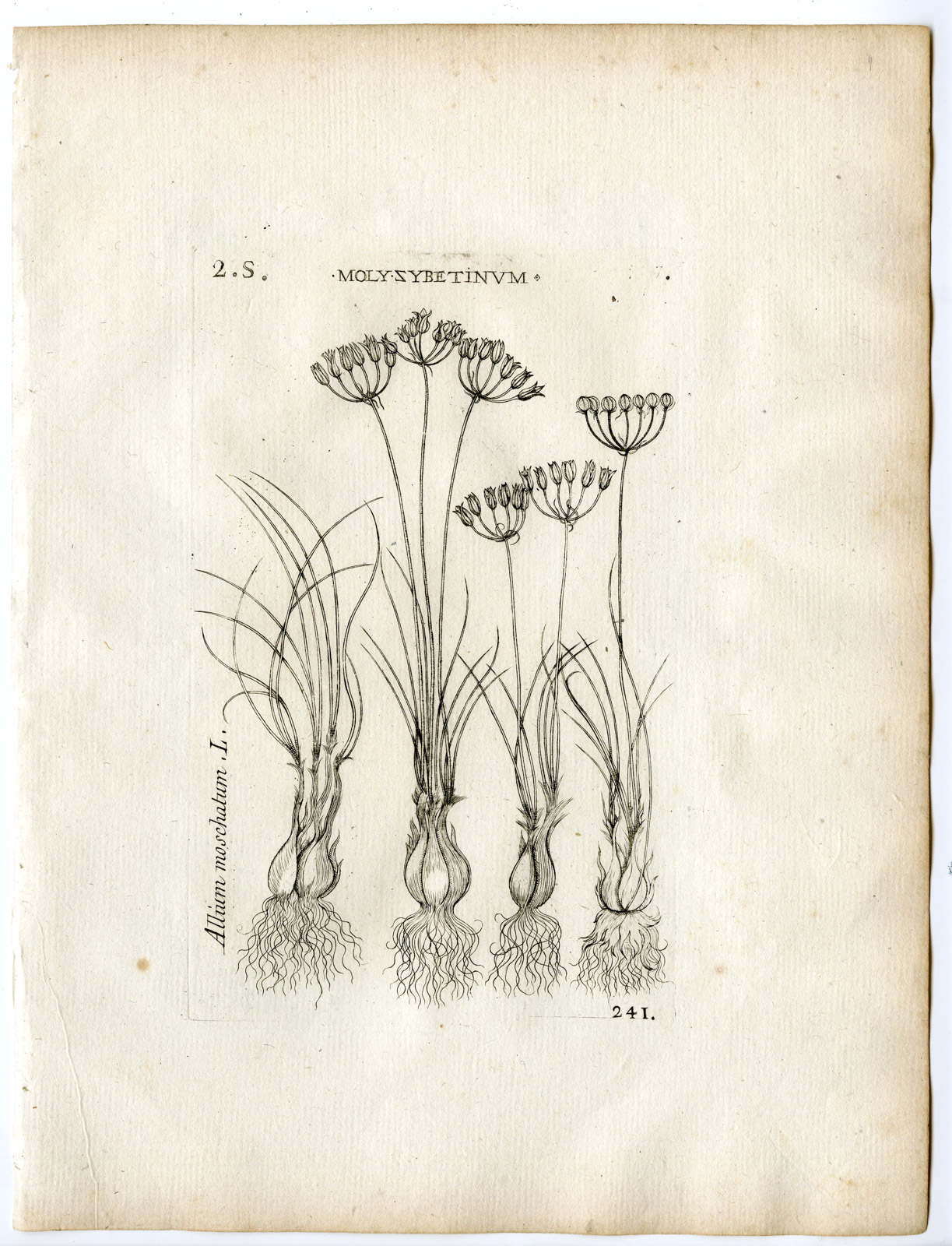 , Rare-Antique Print-ALLIUM MOSCHATUM-WILD ONION-Belleval-1796, Pictura Antique Prints