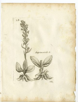 Rare-Antique Print-DACTYLORHIZA VIRIDIS-FROG ORCHID-Belleval-1796