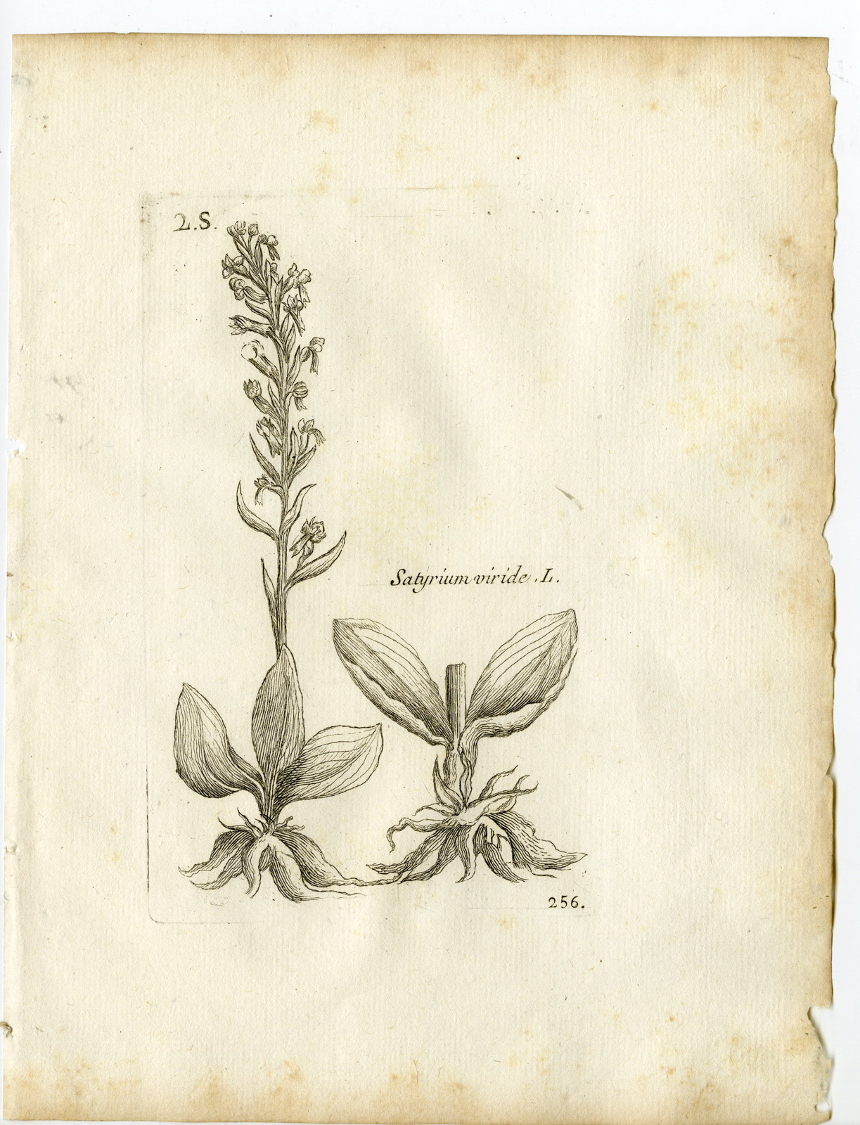 , Rare-Antique Print-DACTYLORHIZA VIRIDIS-FROG ORCHID-Belleval-1796, Pictura Antique Prints