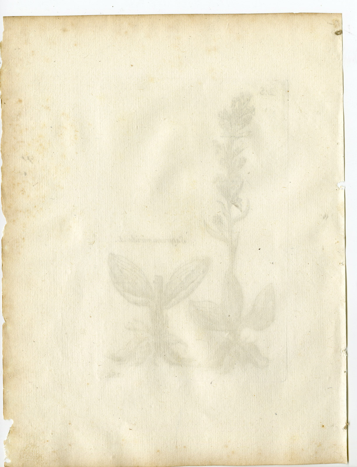 , Rare-Antique Print-DACTYLORHIZA VIRIDIS-FROG ORCHID-Belleval-1796, Pictura Antique Prints