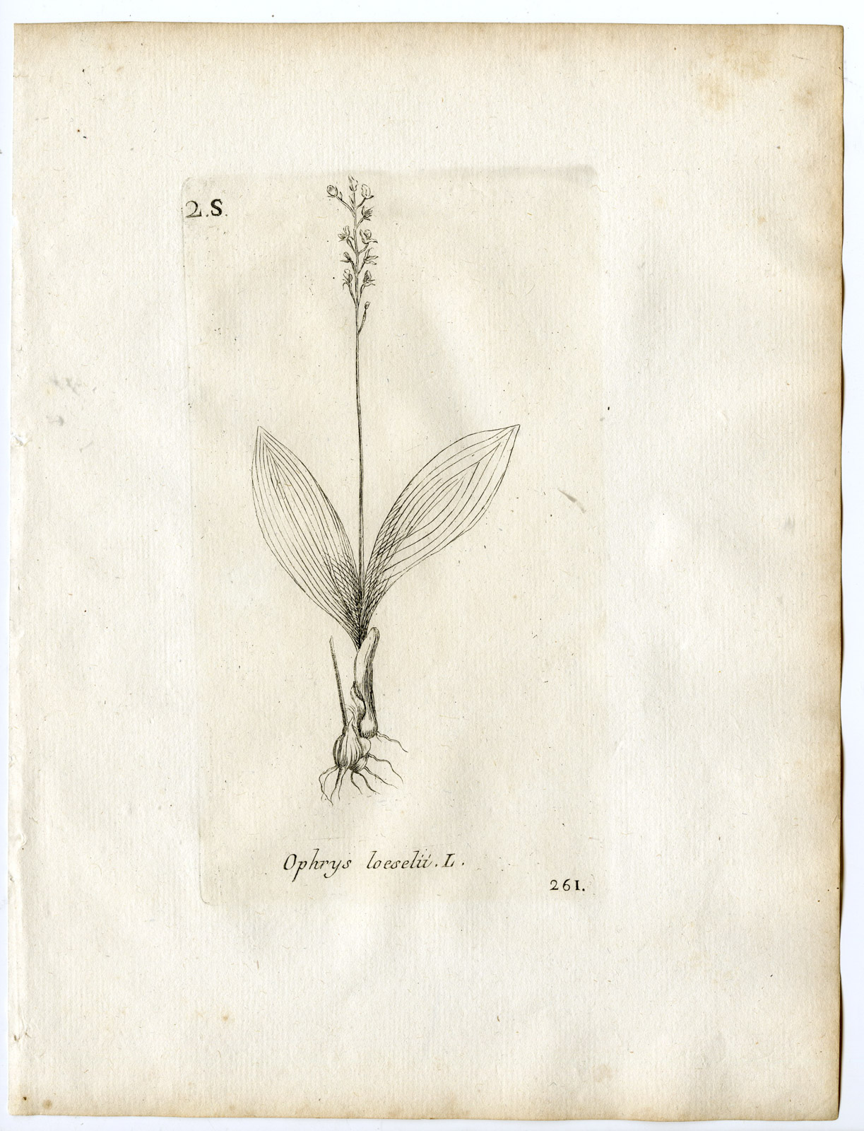 , Rare-Antique Print-LIPARIS LOESELII-FEN ORCHID-Belleval-1796, Pictura Antique Prints