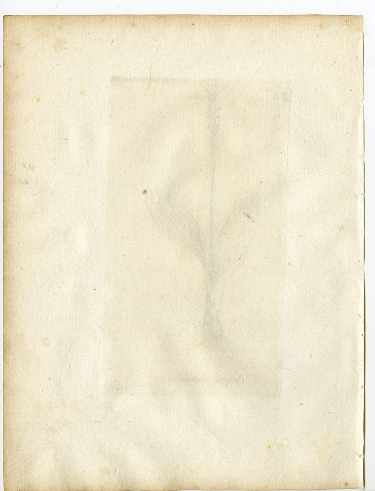 , Rare-Antique Print-LIPARIS LOESELII-FEN ORCHID-Belleval-1796, Pictura Antique Prints