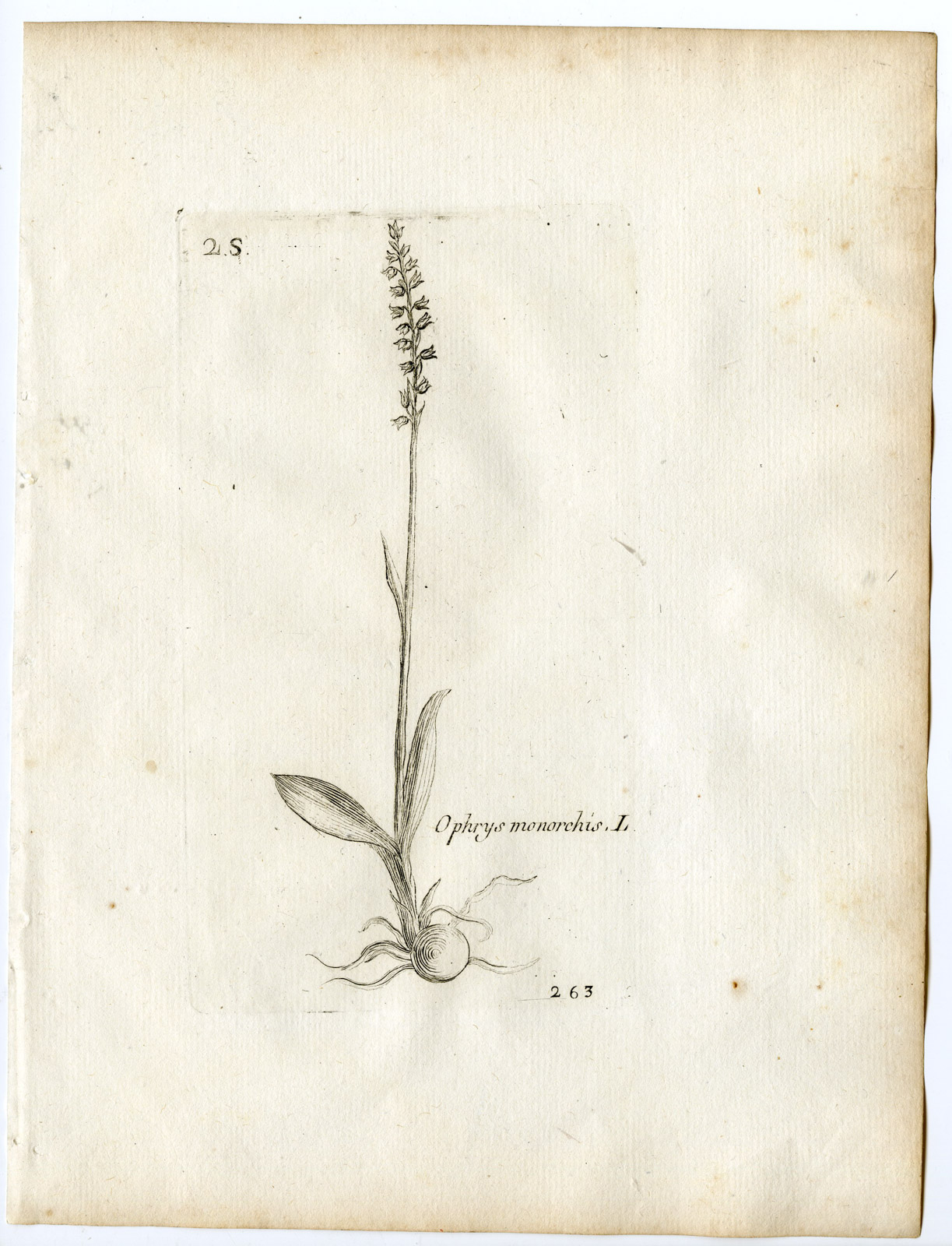 , Rare-Antique Print-OPHRYS MONARCHIS-ORCHID-Belleval-1796, Pictura Antique Prints