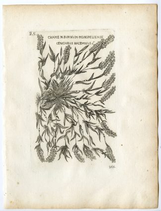 Rare-Antique Print-TRAGUS RACEMOSUS-STALKED BUR GRASS-Belleval-1796
