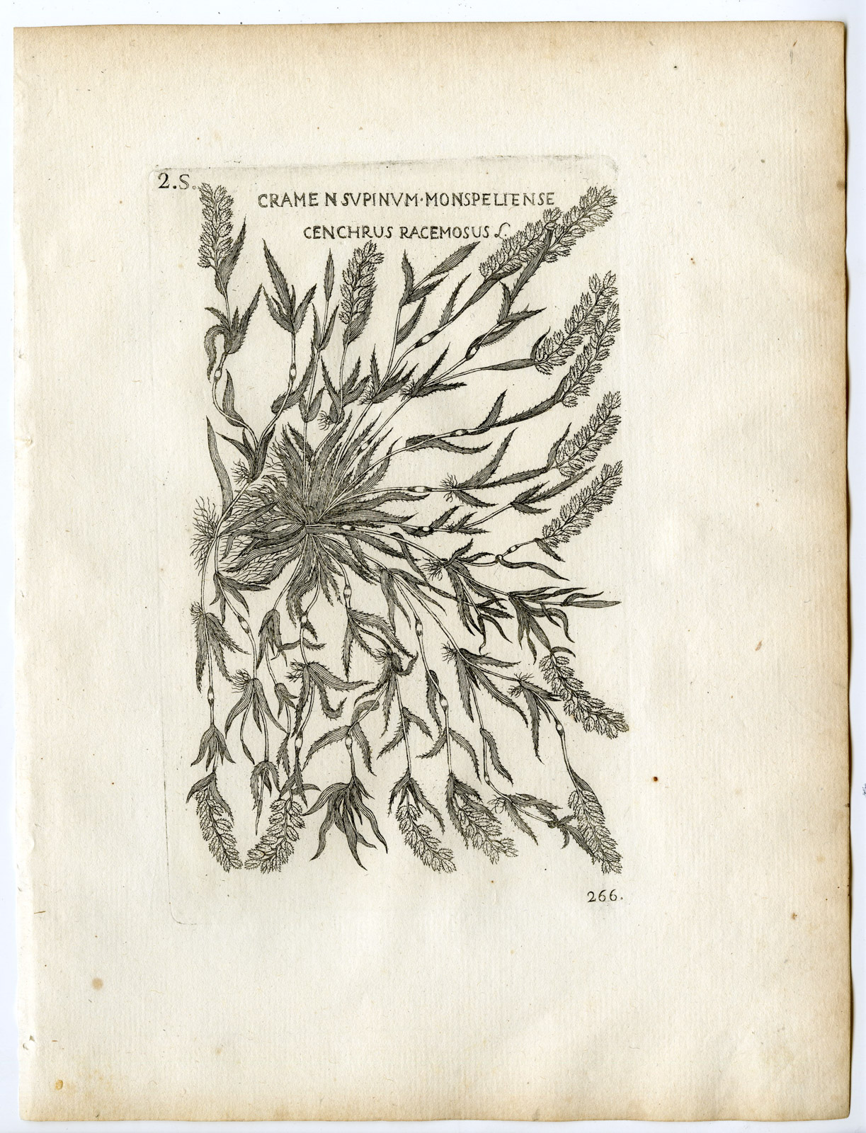 , Rare-Antique Print-TRAGUS RACEMOSUS-STALKED BUR GRASS-Belleval-1796, Pictura Antique Prints