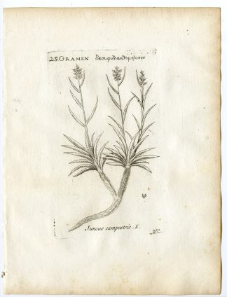 Rare-Antique Print-LUZULA CAMPESTRIS-JUNCUS-GRASS-Belleval-1796