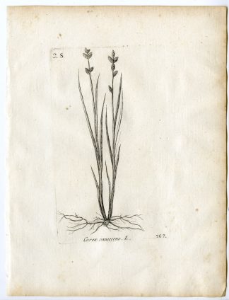 Rare-Antique Print-CAREX CANESCENS-SILVERY SEDGE-Belleval-1796