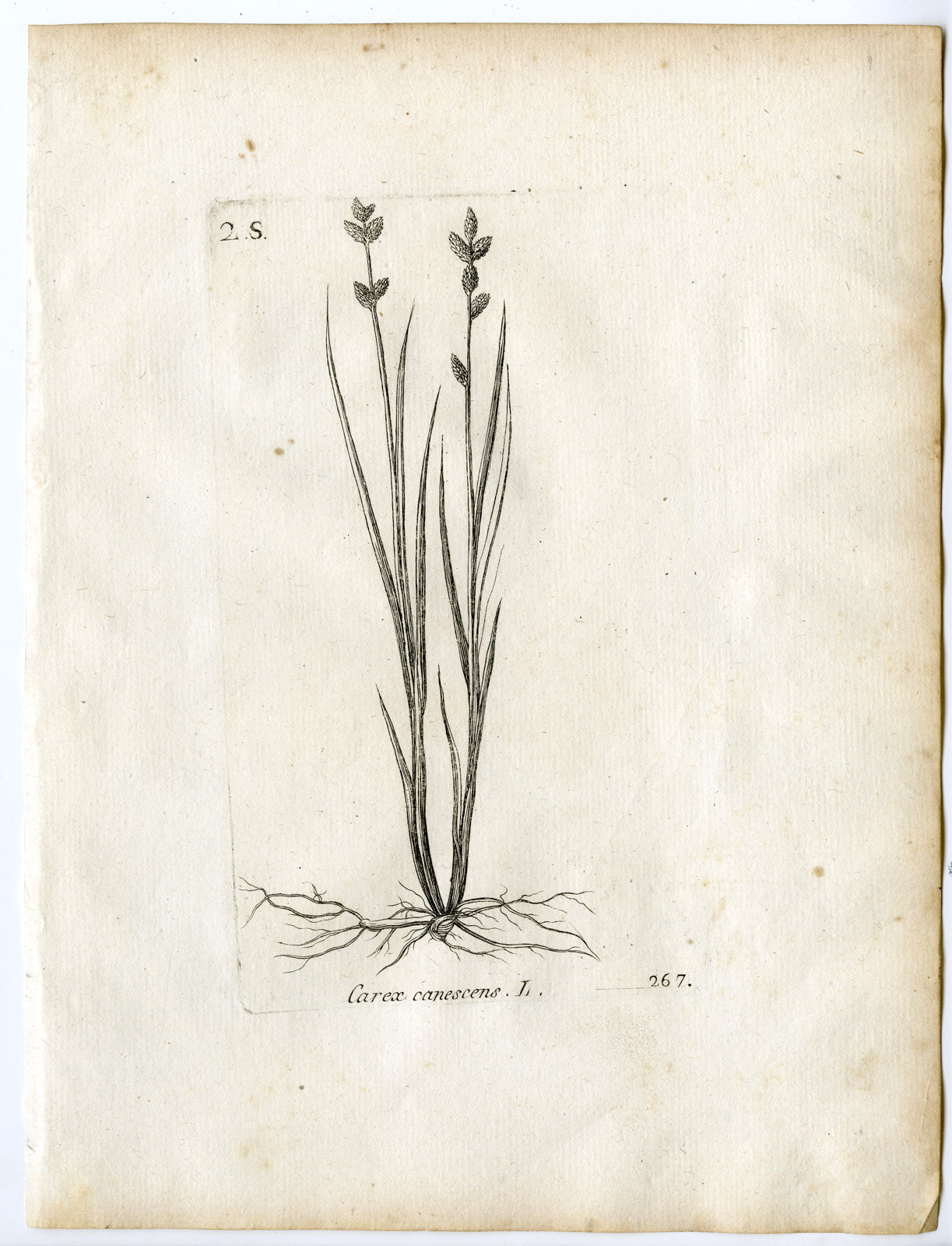 , Rare-Antique Print-CAREX CANESCENS-SILVERY SEDGE-Belleval-1796, Pictura Antique Prints