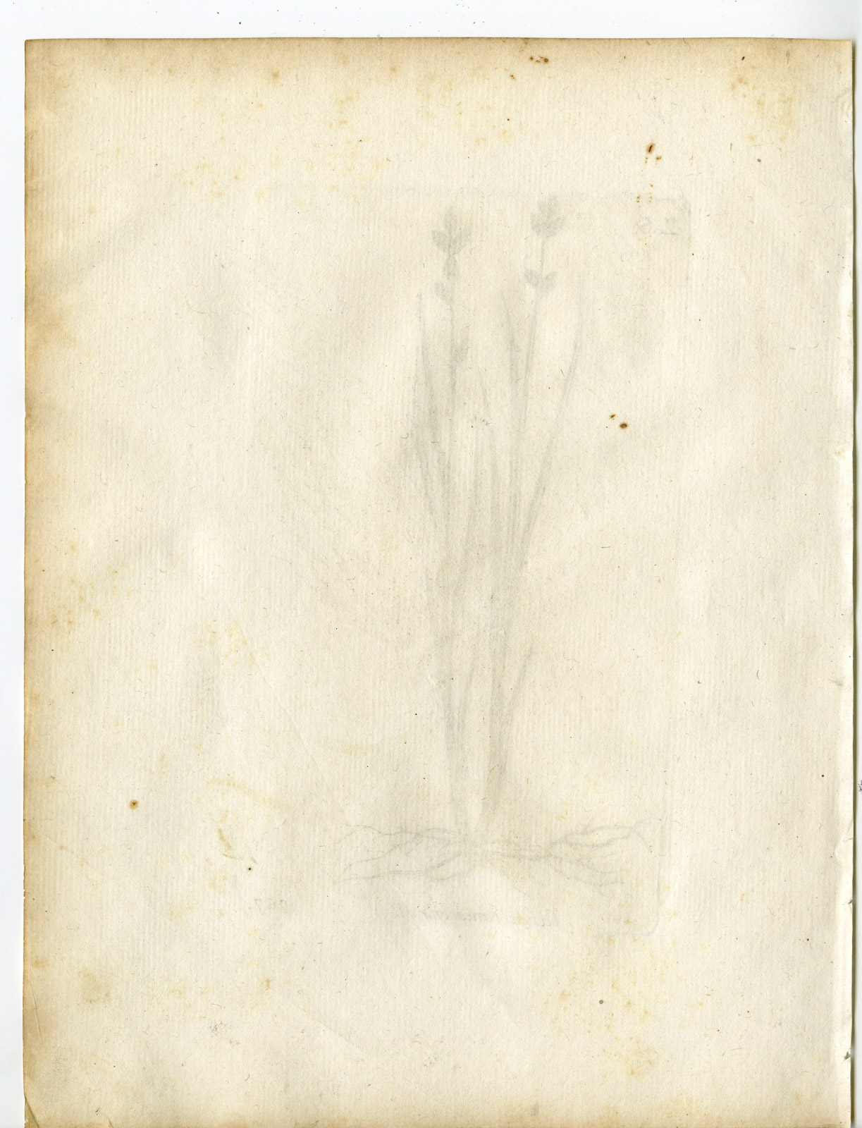 , Rare-Antique Print-CAREX CANESCENS-SILVERY SEDGE-Belleval-1796, Pictura Antique Prints