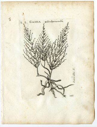 Rare-Antique Print-OSYRIS ALBA-CASSIA-Belleval-1796