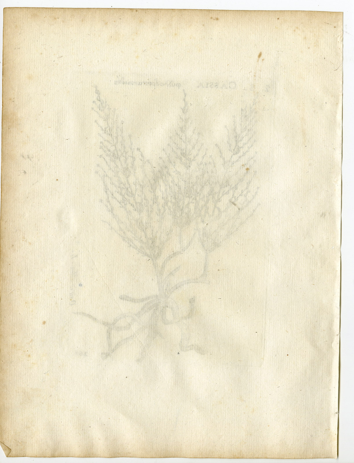 , Rare-Antique Print-OSYRIS ALBA-CASSIA-Belleval-1796, Pictura Antique Prints