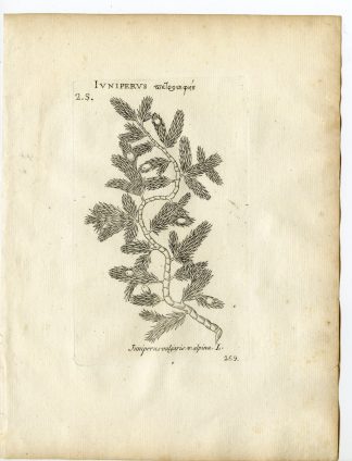 Rare-Antique Print-JUNIPERUS COMMUNIS-COMMON-Belleval-1796