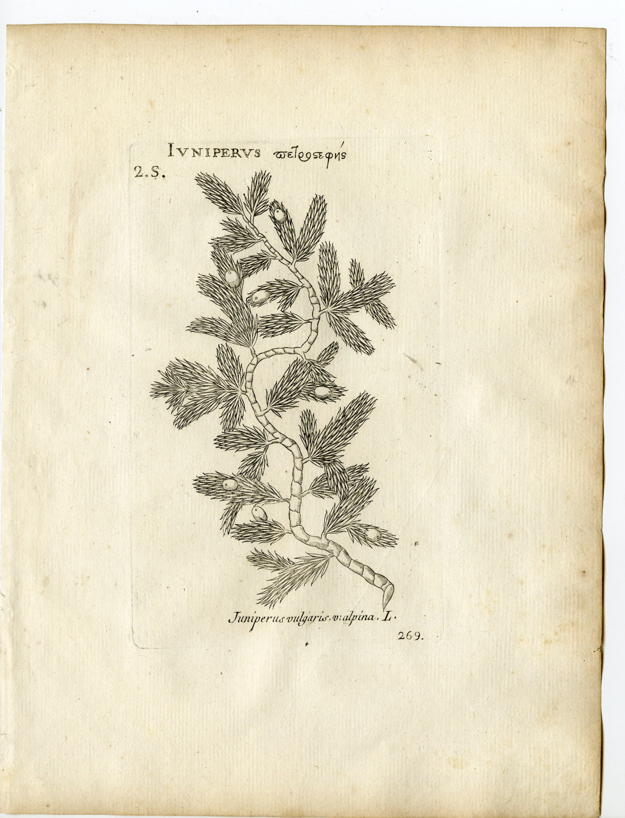 , Rare-Antique Print-JUNIPERUS COMMUNIS-COMMON-Belleval-1796, Pictura Antique Prints