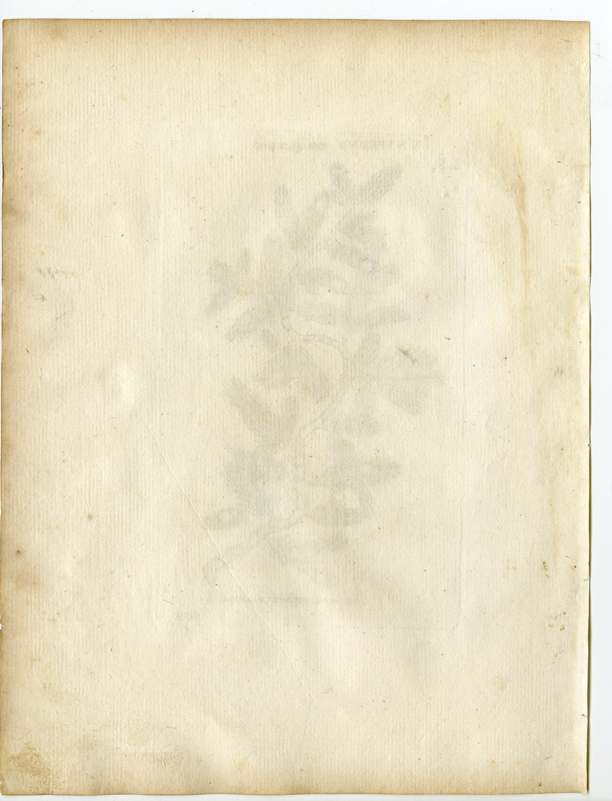 , Rare-Antique Print-JUNIPERUS COMMUNIS-COMMON-Belleval-1796, Pictura Antique Prints