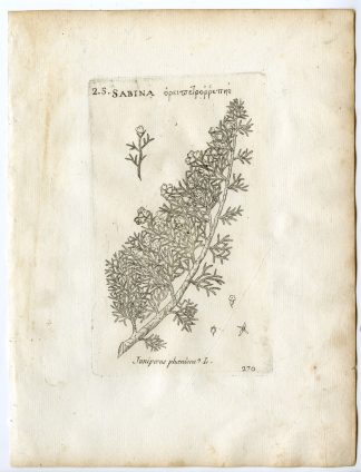 Rare-Antique Print-JUNIPERUS PHOENICEA-PHOENICEAN-Belleval-1796