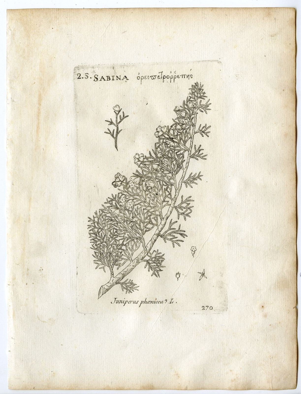 , Rare-Antique Print-JUNIPERUS PHOENICEA-PHOENICEAN-Belleval-1796, Pictura Antique Prints