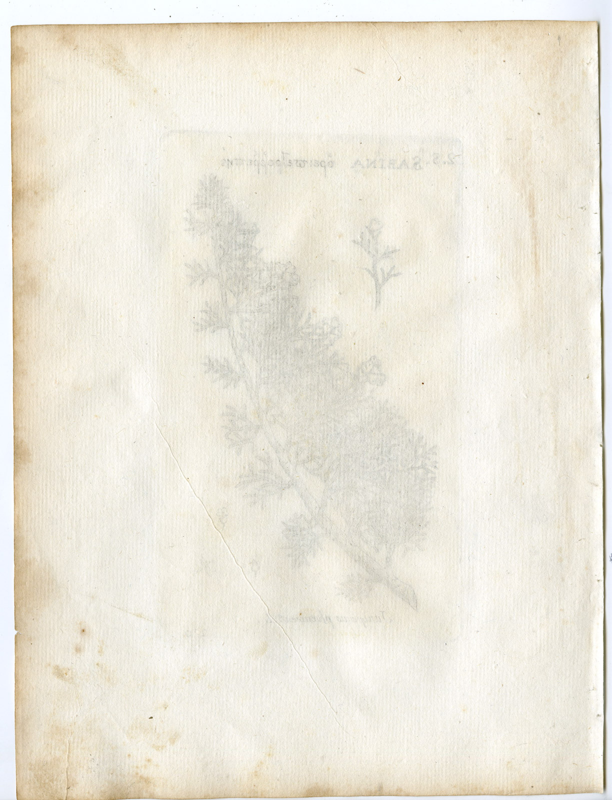 , Rare-Antique Print-JUNIPERUS PHOENICEA-PHOENICEAN-Belleval-1796, Pictura Antique Prints