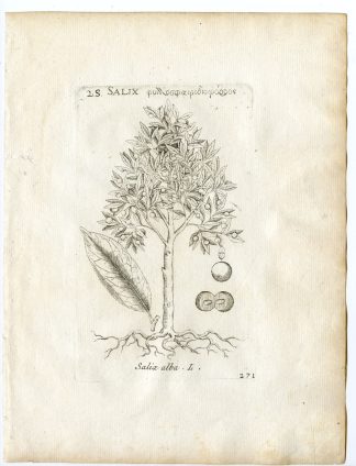 Rare-Antique Print-SALIX ALBA-WHITE WILLOW-Belleval-1796