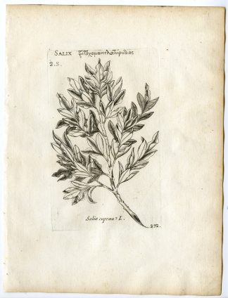 Rare-Antique Print-SALIX CAPREA-GOAT WILLOW-PUSSY-Belleval-1796