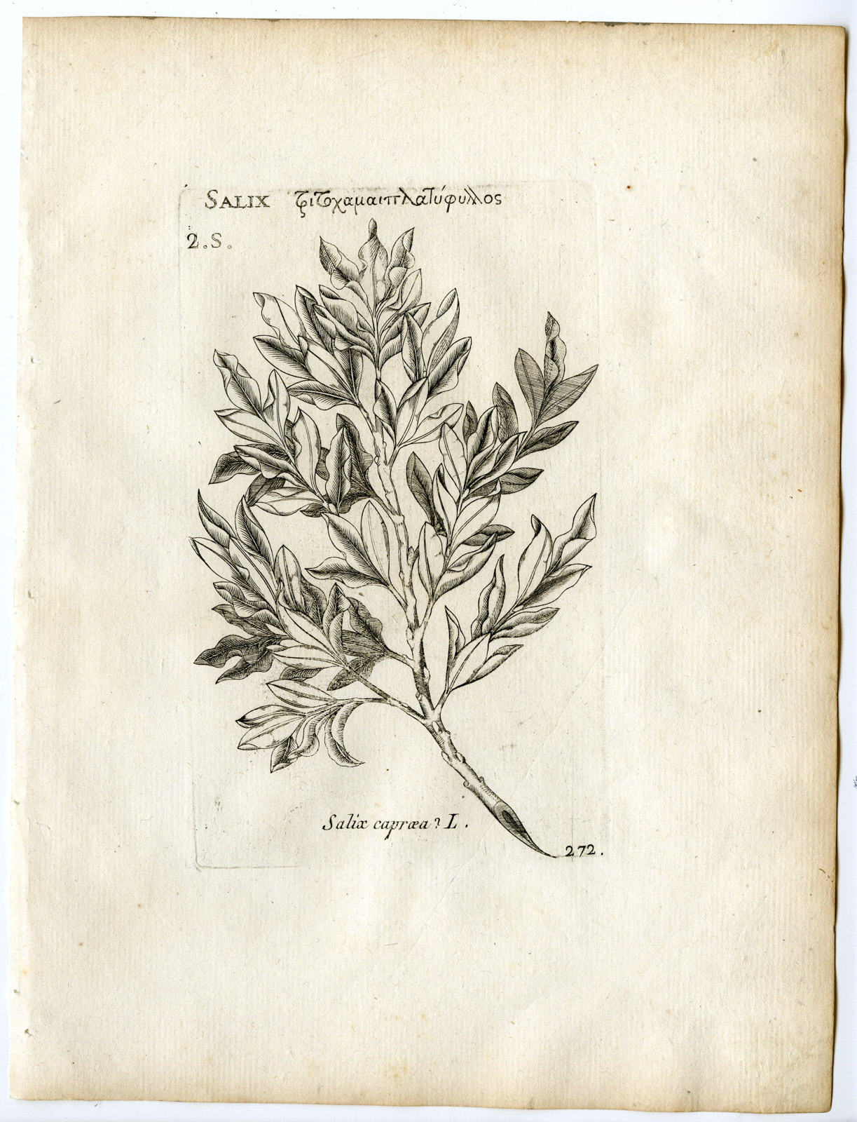 , Rare-Antique Print-SALIX CAPREA-GOAT WILLOW-PUSSY-Belleval-1796, Pictura Antique Prints